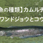 雷魚の種類。カムルチーとタイワンドジョウ(ライヒー)とコウタイ