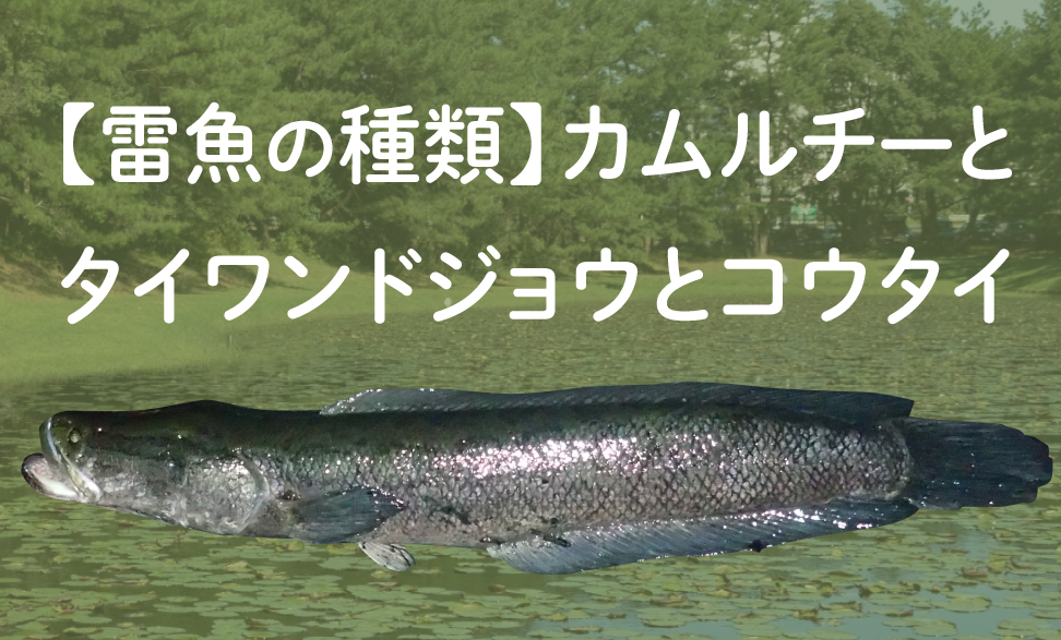 雷魚の種類 カムルチーとタイワンドジョウ ライヒー とコウタイ Tsuri Eight 釣りエイト