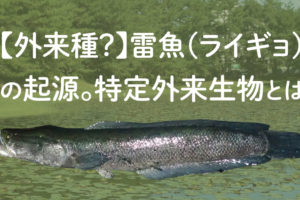 危険 歯が鋭い雷魚の持ち方 口の開け方 Tsuri Eight 釣りエイト