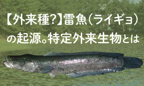 危険 歯が鋭い雷魚の持ち方 口の開け方 Tsuri Eight 釣りエイト