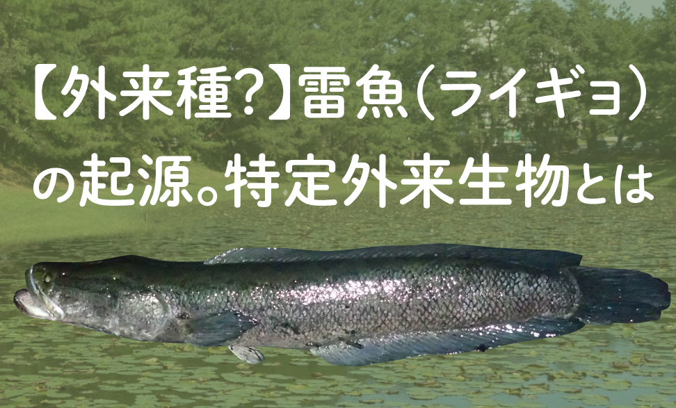 外来種 雷魚 ライギョ の起源 特定外来生物とは Tsuri Eight 釣りエイト