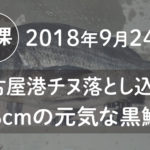 【2018年釣果】9月24日名古屋港チヌ落とし込み。48cmの元気な黒鯛！