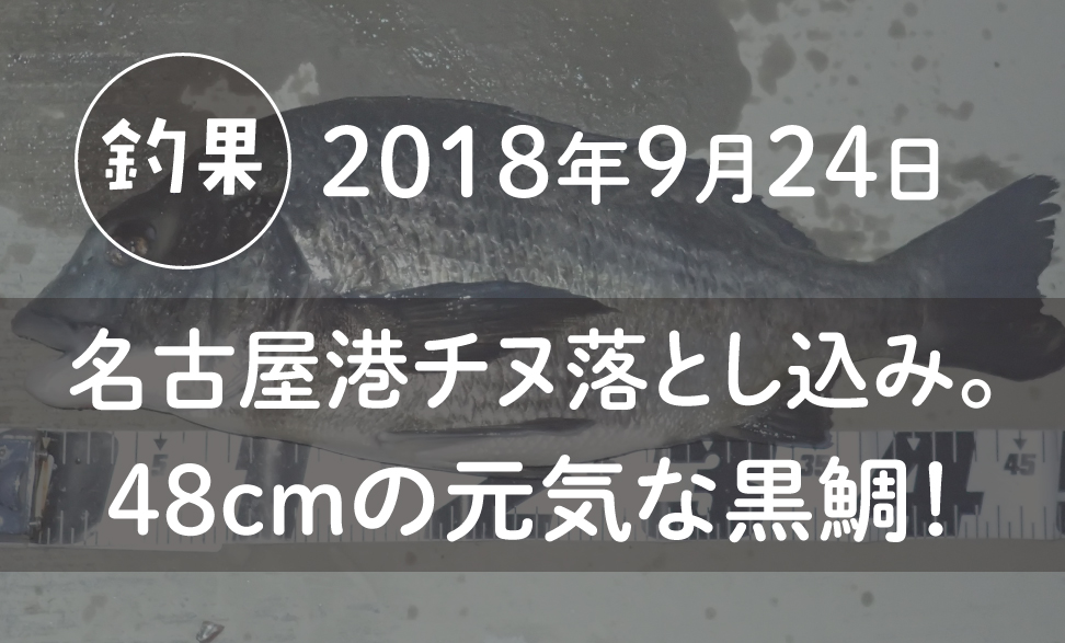 18年釣果 9月24日名古屋港チヌ落とし込み 48cmの元気な黒鯛 Tsuri Eight 釣りエイト