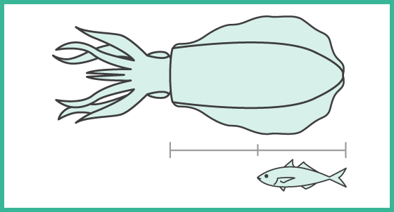 アオリイカの捕食する餌の大きさ、エギサイズ