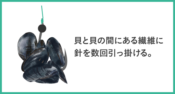 イガイ カラス貝の取り方 採取方法 針の刺し方 付け方 Tsuri Eight 釣りエイト