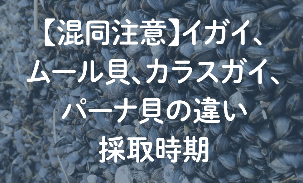 【混同注意】イガイ、ムール貝、カラスガイ、パーナ貝の違い・採取時期