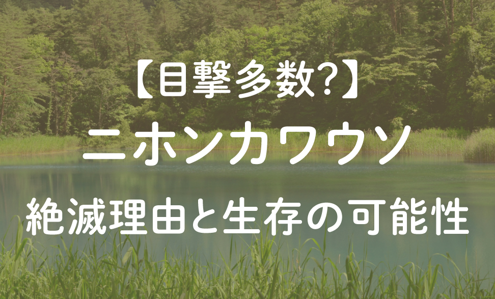 目撃多数？ニホンカワウソ絶滅理由と生存の可能性