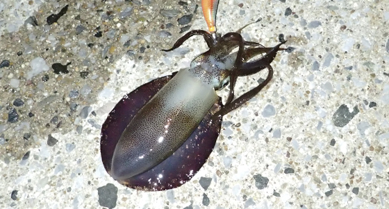 豊浜漁港のアオリイカ