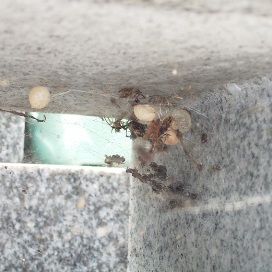 セアカゴケグモの卵